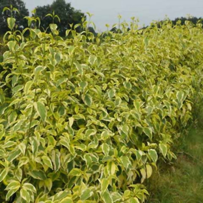 Дерен отпрысковый «hedgerows gold»