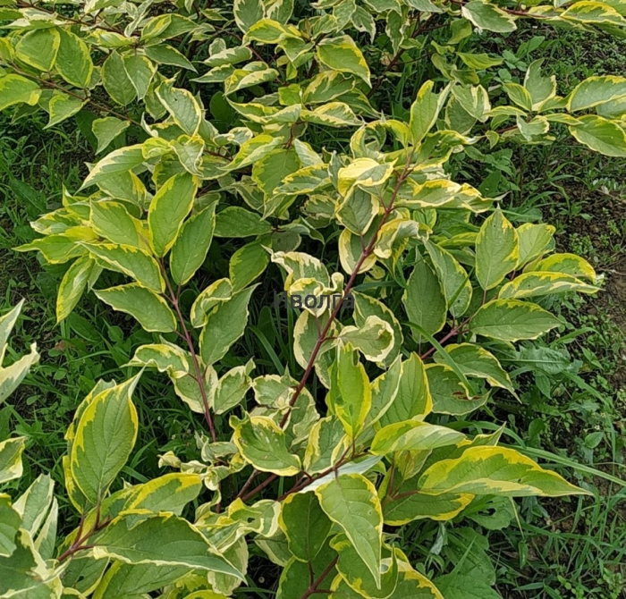 Дерен шпета