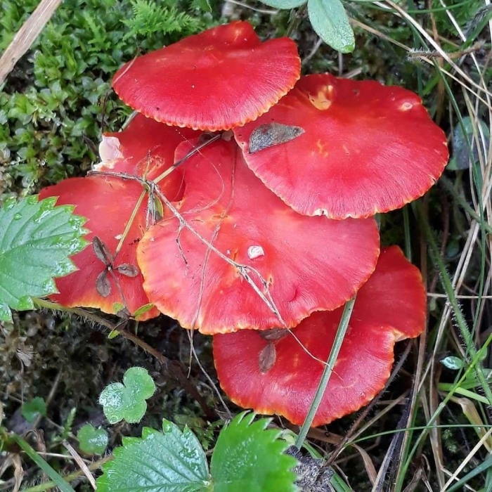 Гигроцибе красная