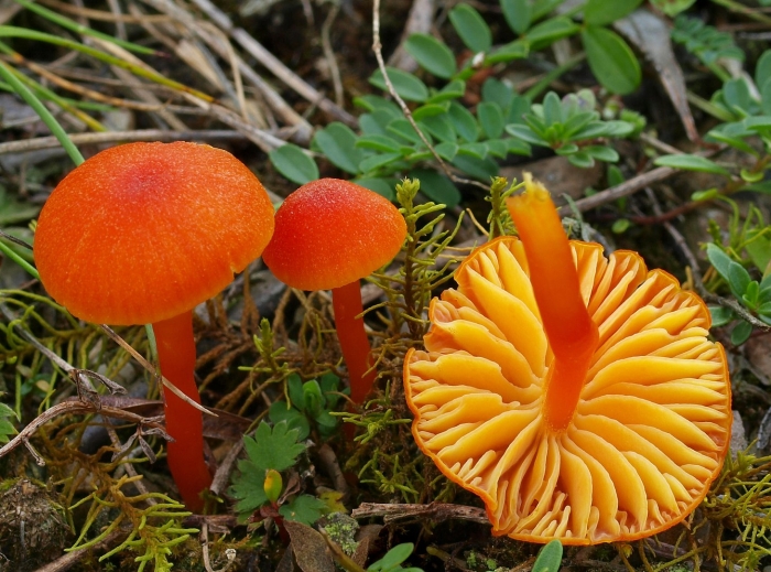 Гигроцибе киноварно-красная (hygrocybe miniata)