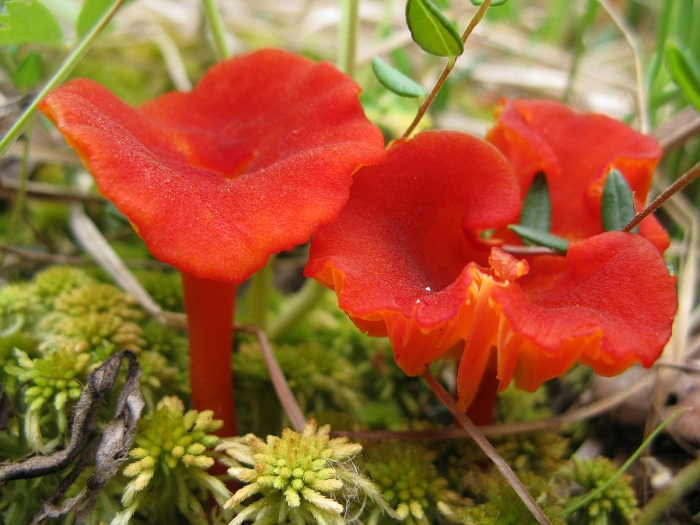 Гигроцибе красная