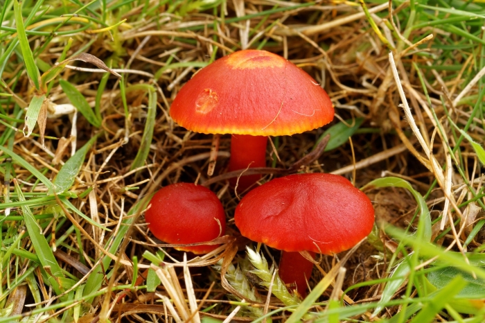 Hygrocybe psittacina