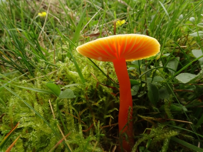 Hygrocybe coccinea