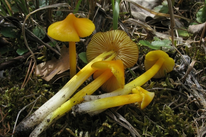 Гигроцибе коническая (hygrocybe conica)