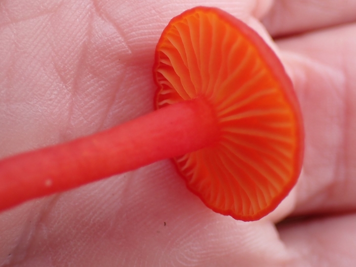 Hygrocybe miniata