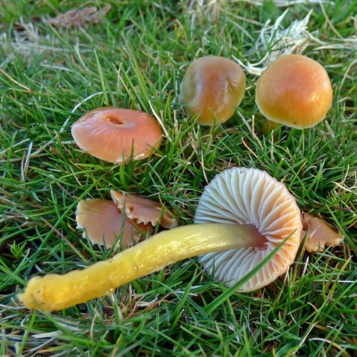 Гигроцибе пёстрая гриб