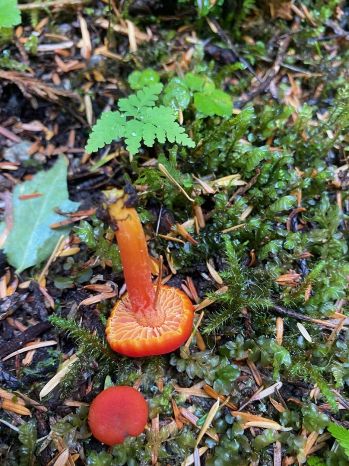 Гигроцибе киноварно-красная (hygrocybe miniata)