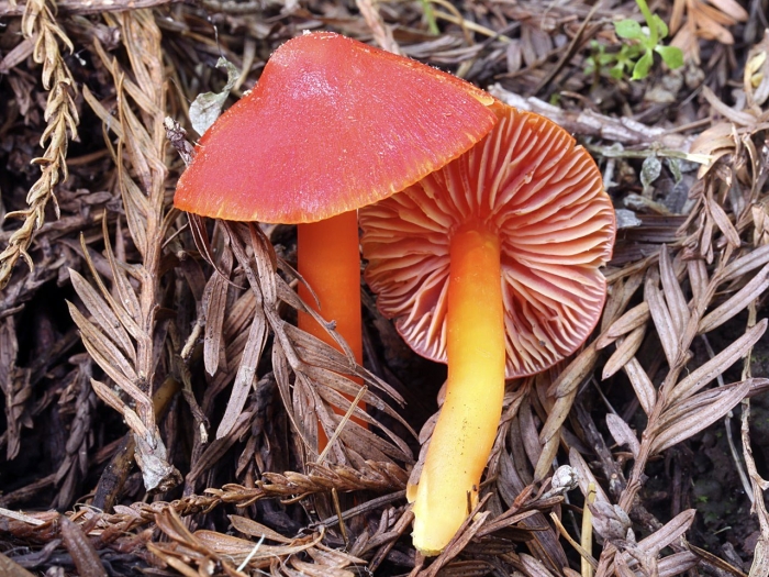 Hygrocybe coccinea