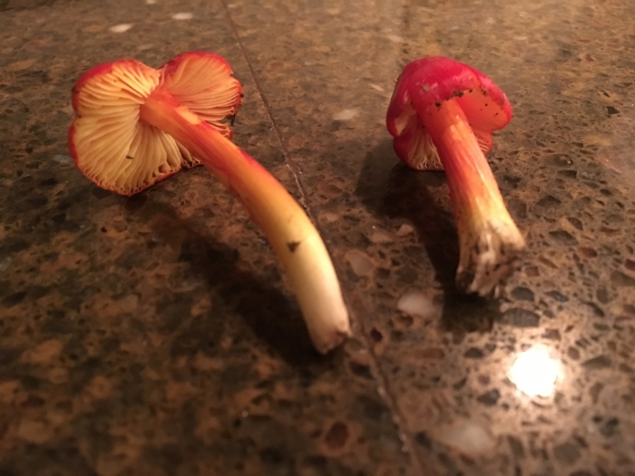 Гигроцибе восковая