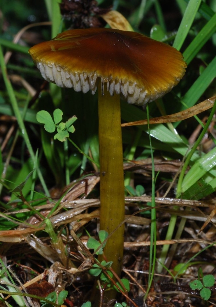 Hygrocybe conica