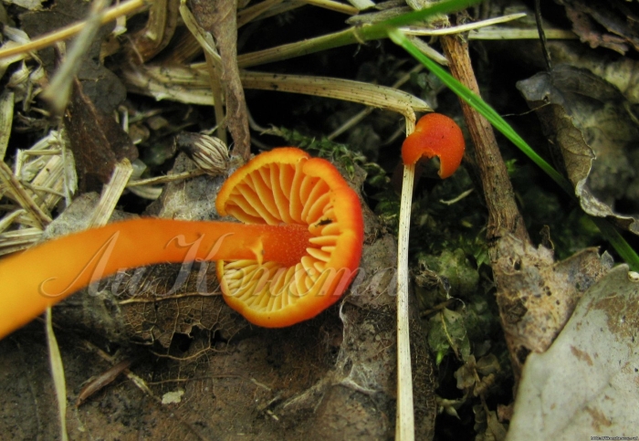 Гигроцибе киноварно-красная (hygrocybe miniata)