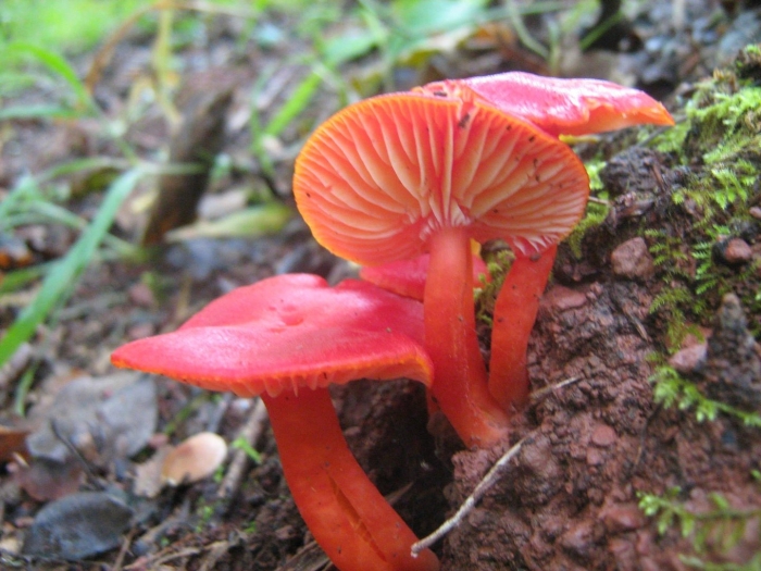 Гигроцибе австралийская