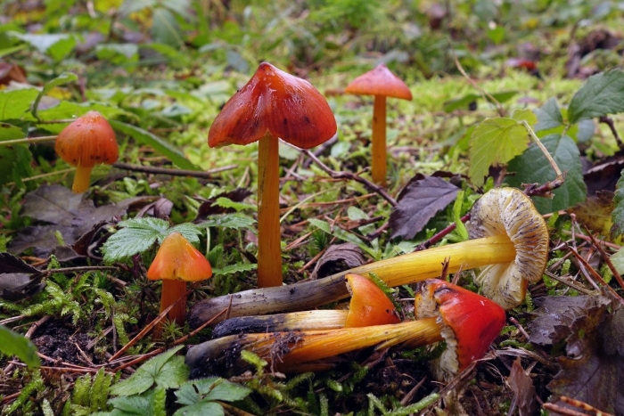Hygrocybe coccinea
