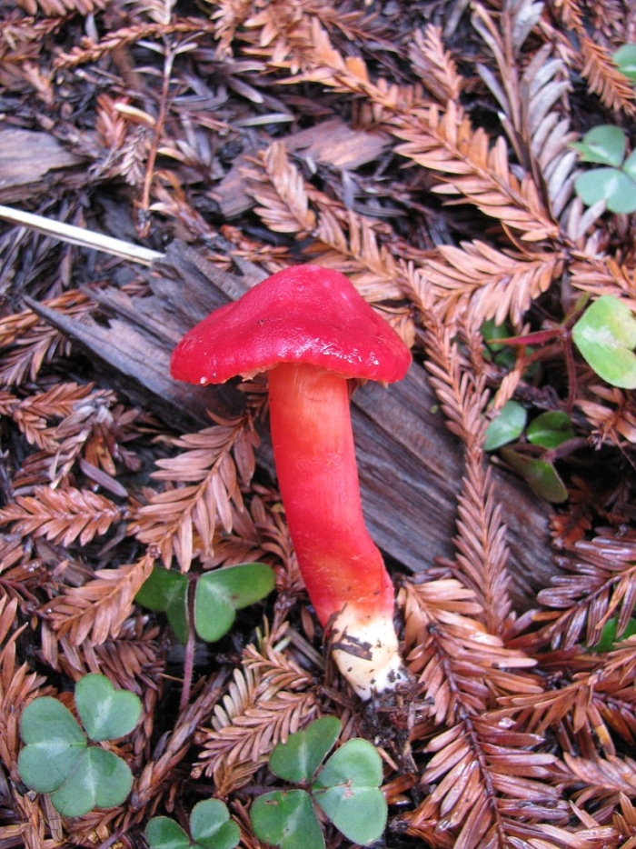 Hygrocybe punicea