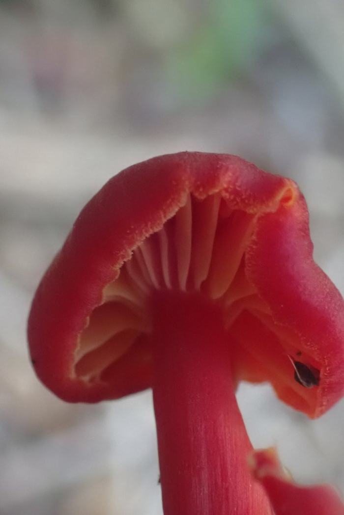Hygrocybe miniata