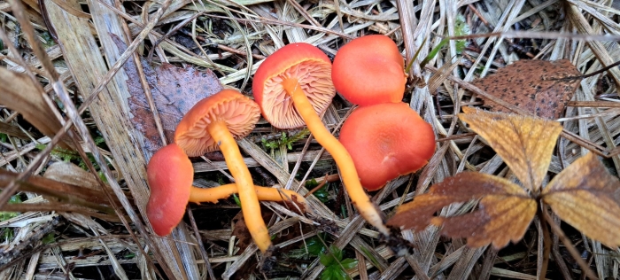 Hygrocybe coccinea