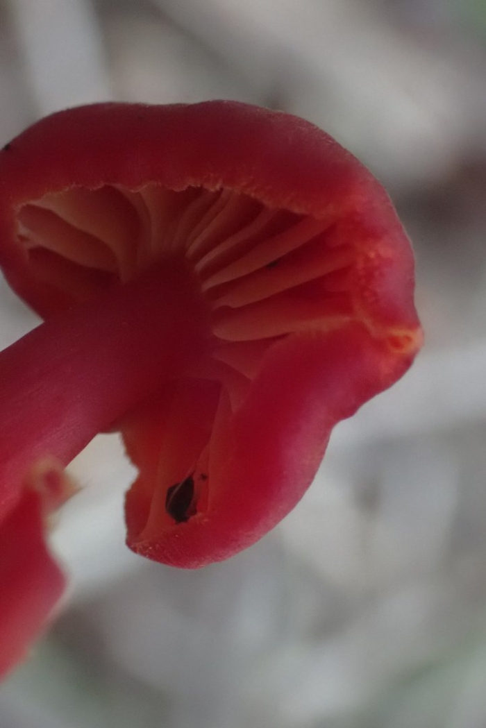 Гриб красный