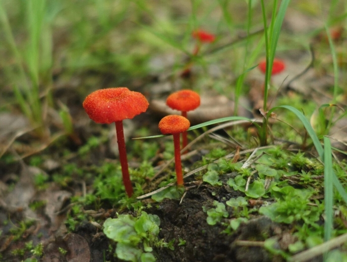 Красные грибы