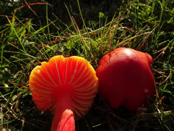 Hygrocybe splendidissima