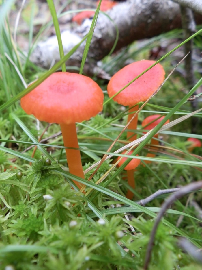 Гигроцибе алая