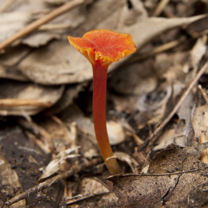 Hygrocybe cantharellus