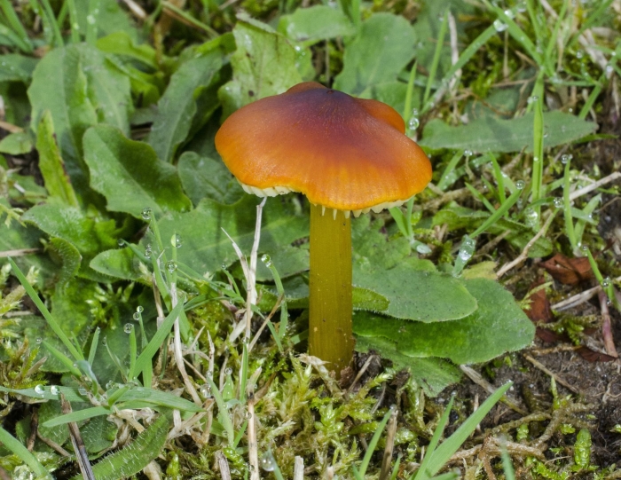 Hygrocybe singeri