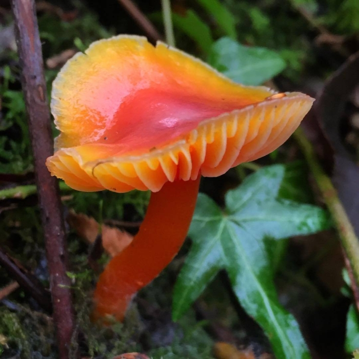 Гигроцибе киноварно-красная