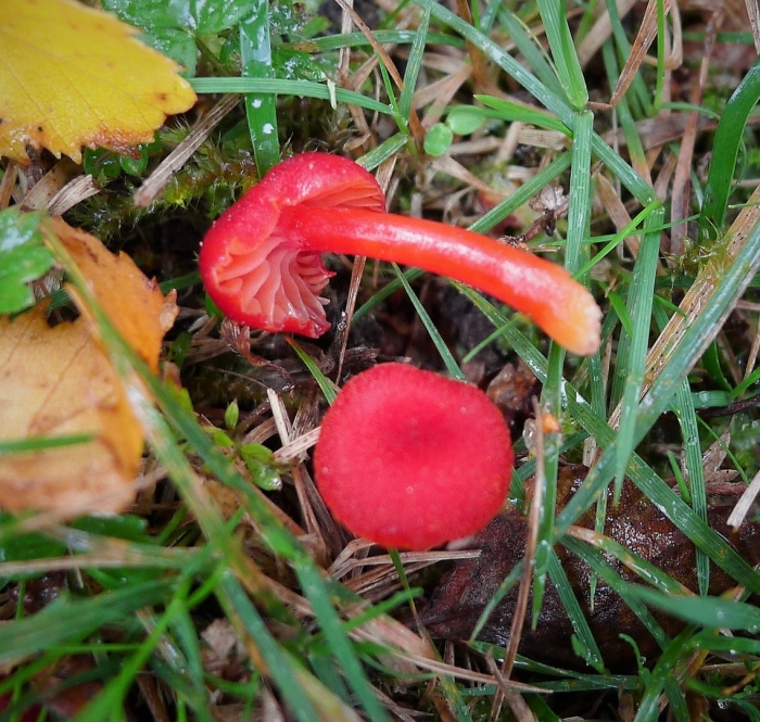 Hygrocybe coccinea