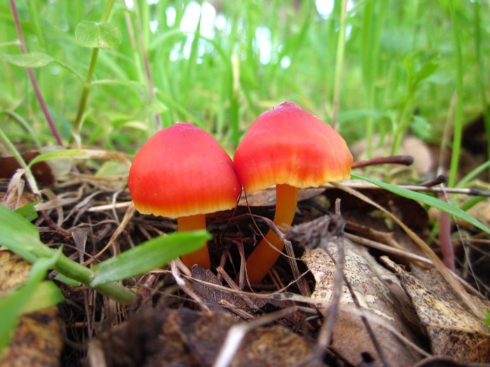 Поганка гриб