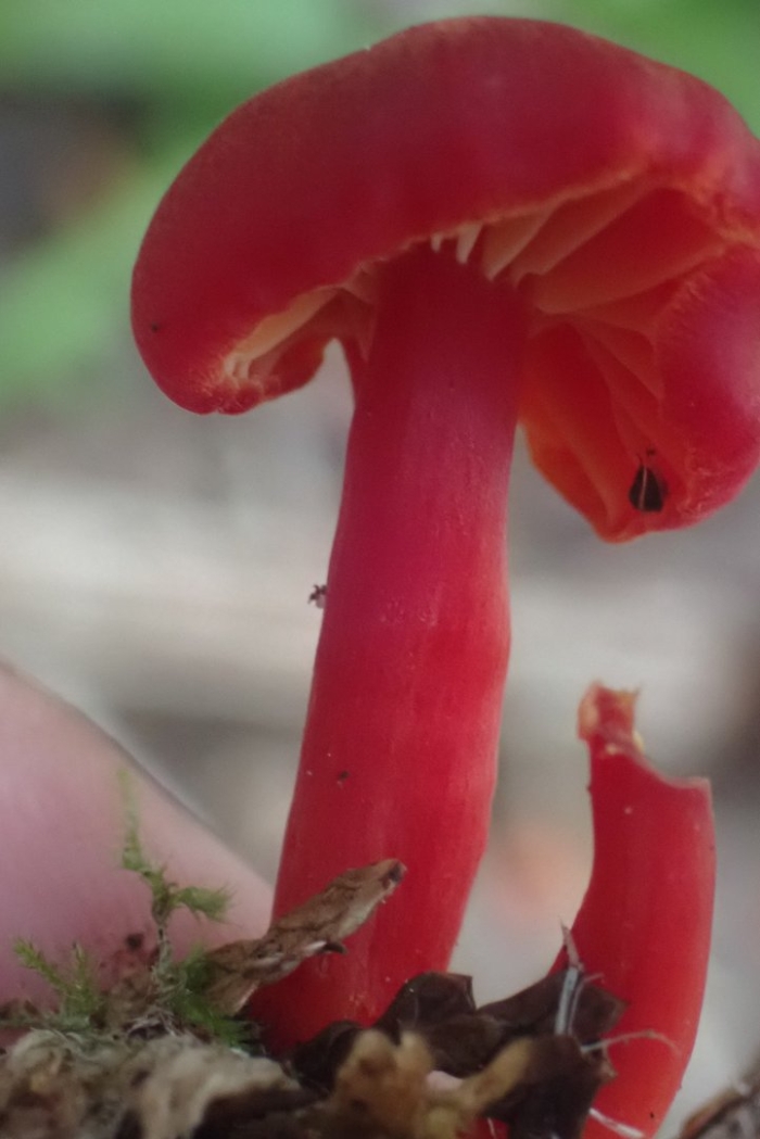 Красная поганка гриб