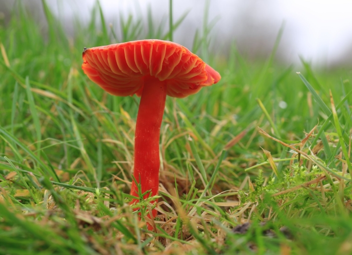 Hygrocybe coccinea