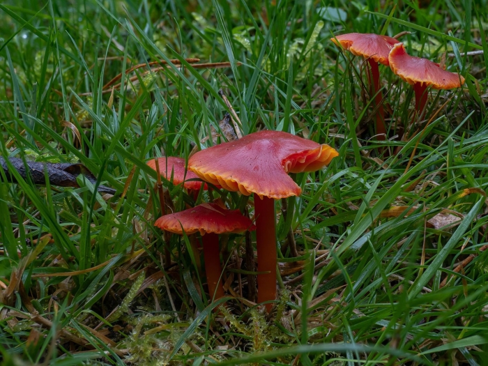 Гигроцибе алая