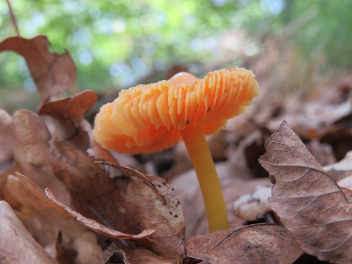Hygrocybe turunda