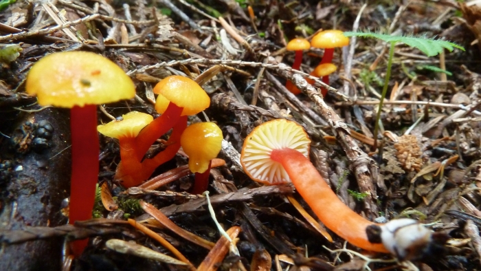 Hygrocybe coccinea