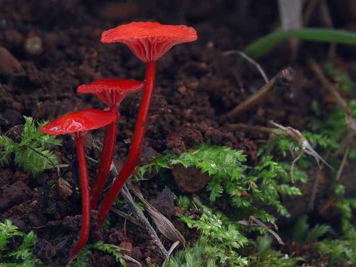 Подосерпула миранда гриб