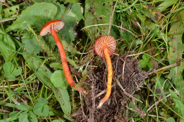 Hygrocybe insipida