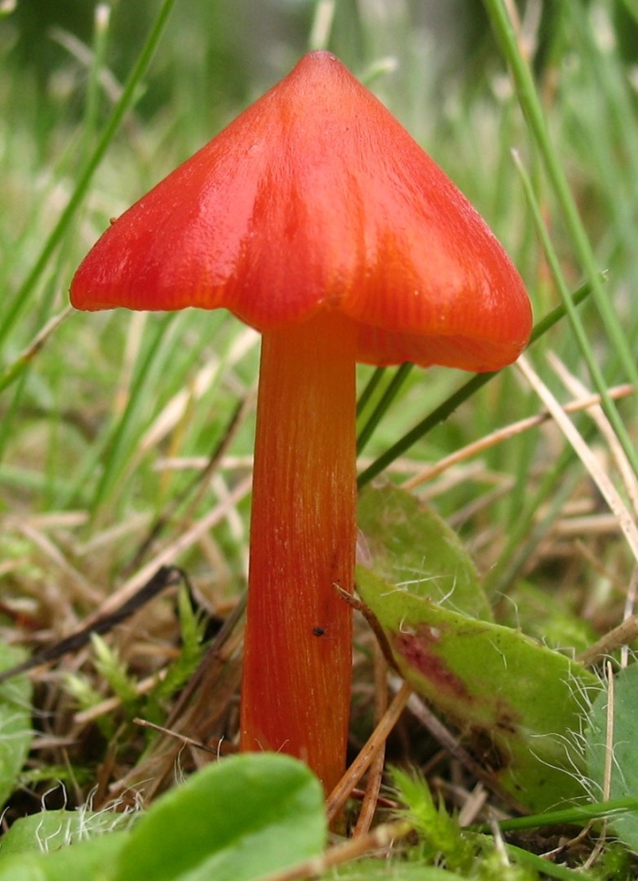 Hygrocybe coccinea