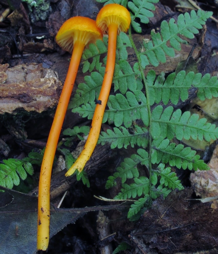 Hygrocybe cantharellus