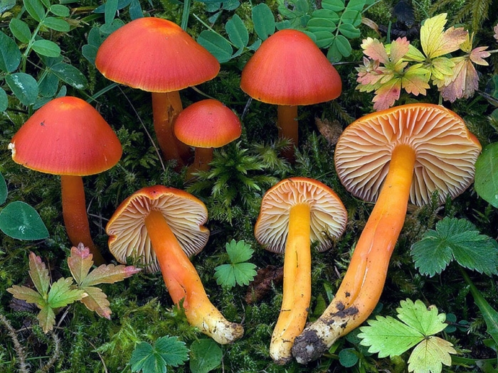 Гигроцибе пёстрая