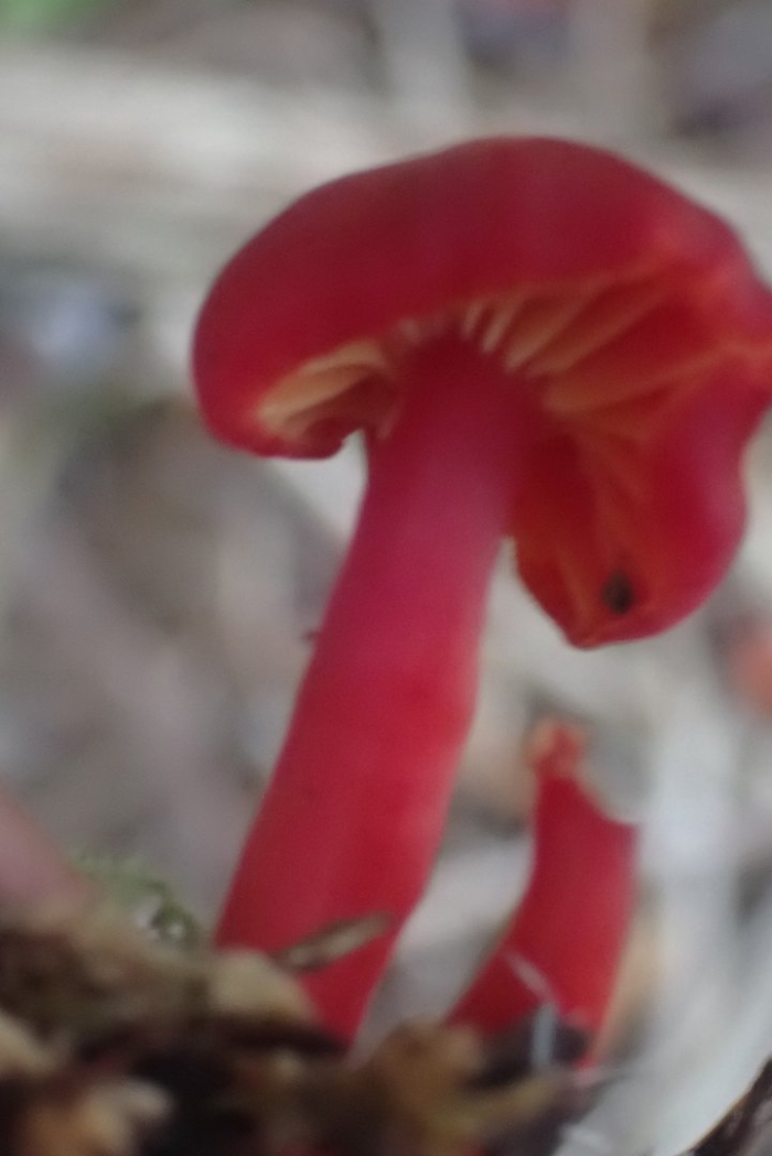 Hygrocybe miniata