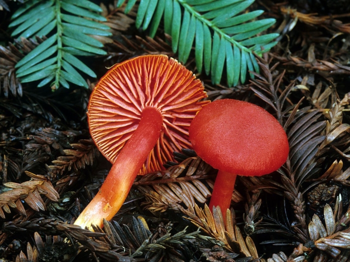 Гриб паутинник кроваво красный