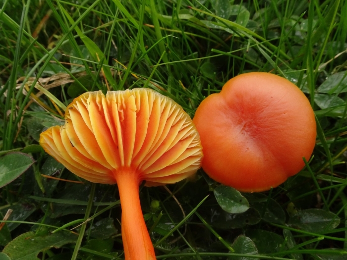 Гигроцибе киноварно-красная (hygrocybe miniata)