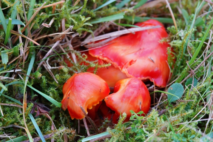 Hygrocybe coccinea