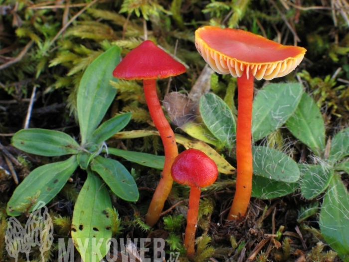 Hygrocybe phaeococcinea
