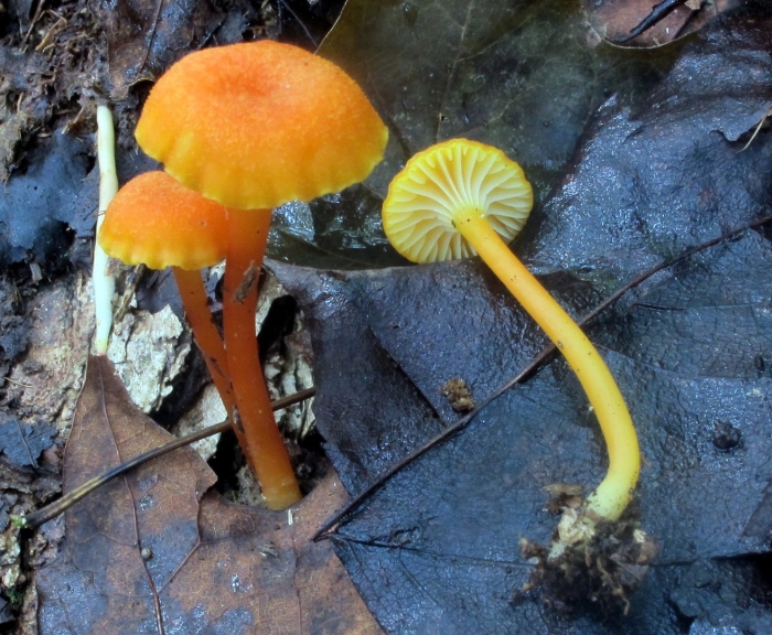 Hygrocybe rubrocarnosa