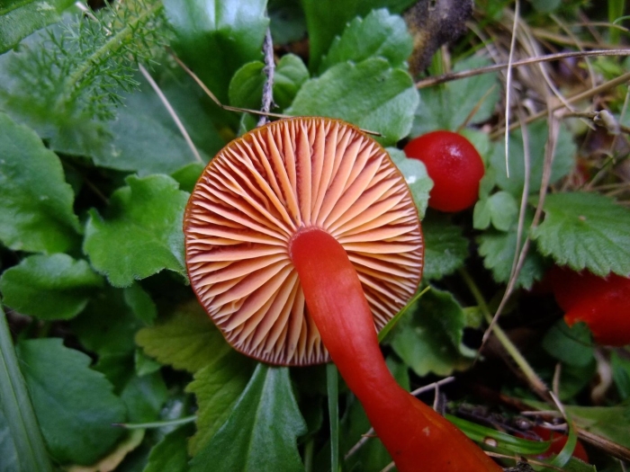 Гриб гигроцибе алая