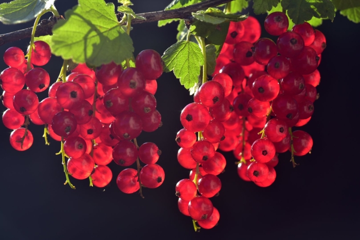 Смородина красная - ribes rubrum
