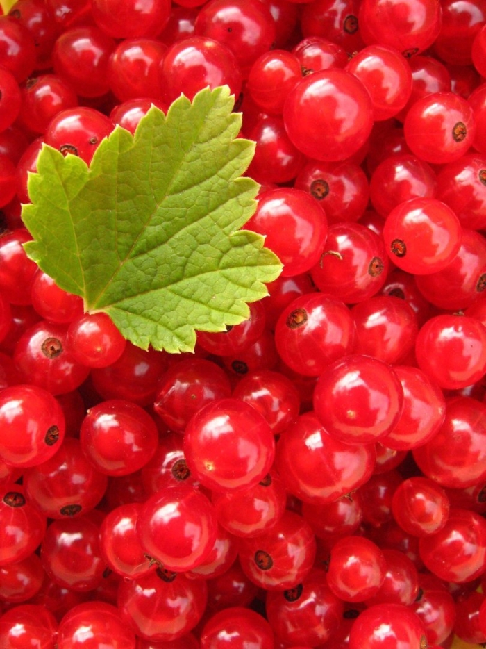 Ягоды красной смородины