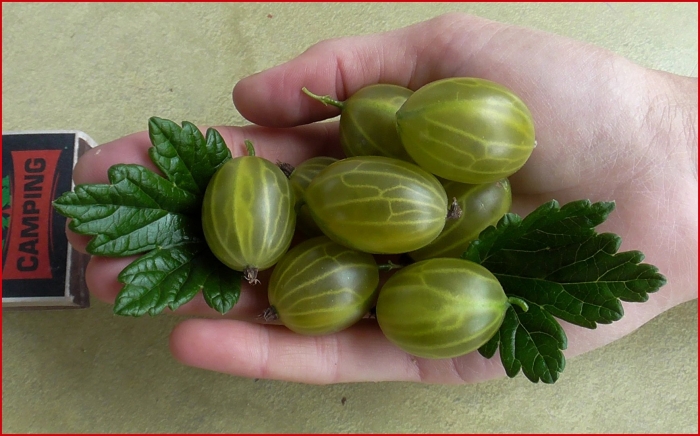 Крыжовник 4-24