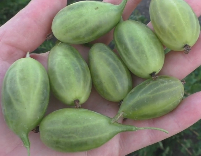 Крыжовник сорта